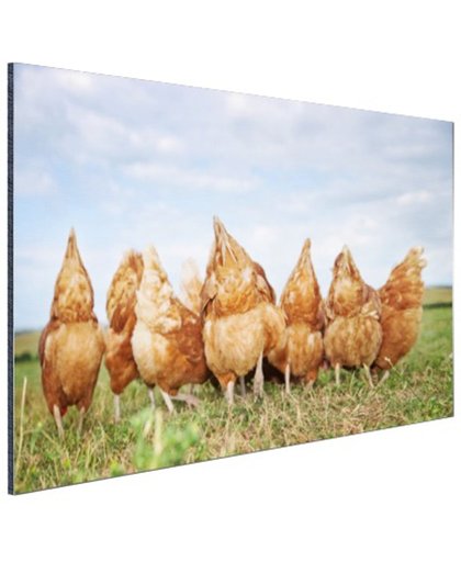 Kippen in het veld Aluminium 180x120 cm - Foto print op Aluminium (metaal wanddecoratie)