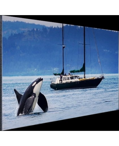 Orka bij een boot Aluminium 180x120 cm - Foto print op Aluminium (metaal wanddecoratie)