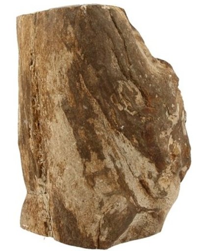 Fossiel Hout uit Java Half Gepolijst