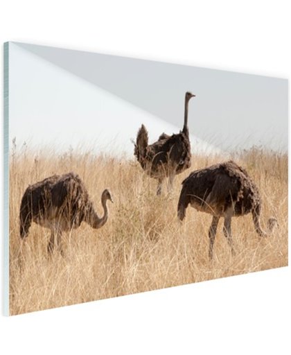 Struisvogels op een grasveld Glas 180x120 cm - Foto print op Glas (Plexiglas wanddecoratie)