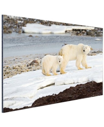 Moeder en zoon ijsbeer Aluminium 180x120 cm - Foto print op Aluminium (metaal wanddecoratie)