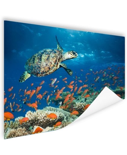 FotoCadeau.nl - Koraalrif met schildpad Poster 180x120 cm - Foto print op Poster (wanddecoratie)