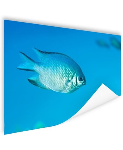 FotoCadeau.nl - Blauw-grijze vis Poster 150x75 cm - Foto print op Poster (wanddecoratie)