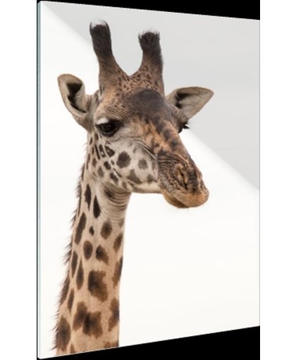 Portret van een giraffe Glas 120x180 cm - Foto print op Glas (Plexiglas wanddecoratie)