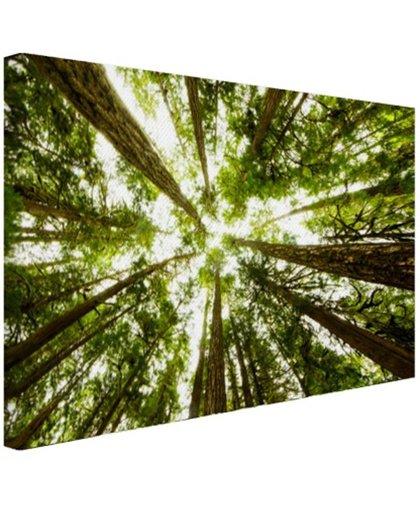 Hoge groene bomen in jungle Canvas 180x120 cm - Foto print op Canvas schilderij (Wanddecoratie)