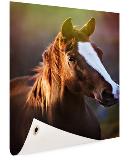 FotoCadeau.nl - Portret van paard afdruk Tuinposter 100x200 cm - Foto op Tuinposter (tuin decoratie)