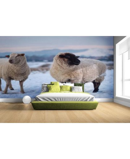 FotoCadeau.nl - Twee schapen ​​in de sneeuw Fotobehang 380x265