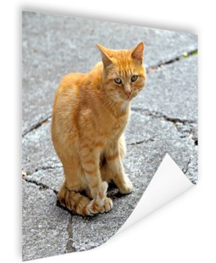 FotoCadeau.nl - Rode kat op straat Poster 75x75 cm - Foto print op Poster (wanddecoratie)