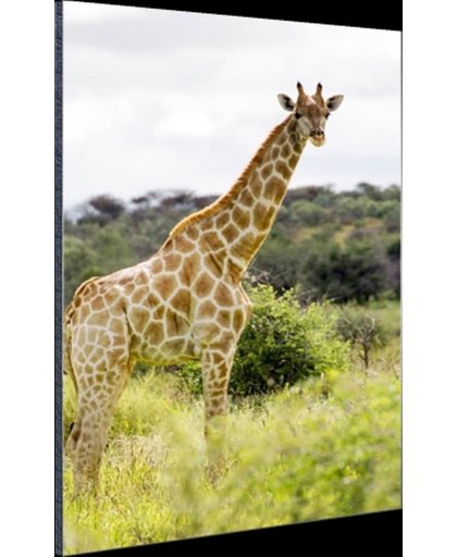 Giraf in de natuur Aluminium 120x180 cm - Foto print op Aluminium (metaal wanddecoratie)