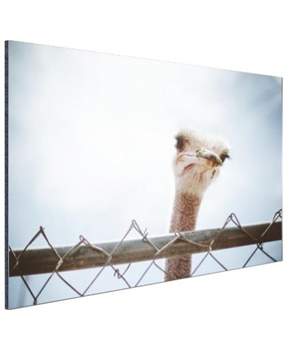 Struisvogel kijkt over hek Aluminium 180x120 cm - Foto print op Aluminium (metaal wanddecoratie)