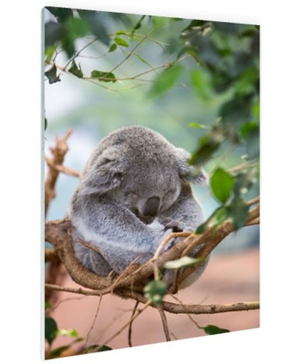 FotoCadeau.nl - Zittende koala met bladeren Glas 80x120 cm - Foto print op Glas (Plexiglas wanddecoratie)