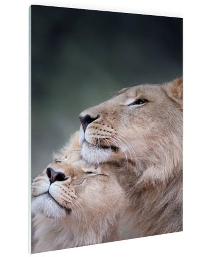 Twee leeuwen close-up foto Glas 120x180 cm - Foto print op Glas (Plexiglas wanddecoratie)
