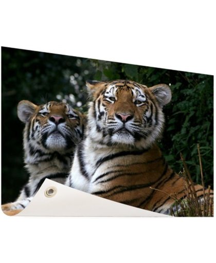 FotoCadeau.nl - Twee Siberische tijgers Tuinposter 120x80 cm - Foto op Tuinposter (tuin decoratie)