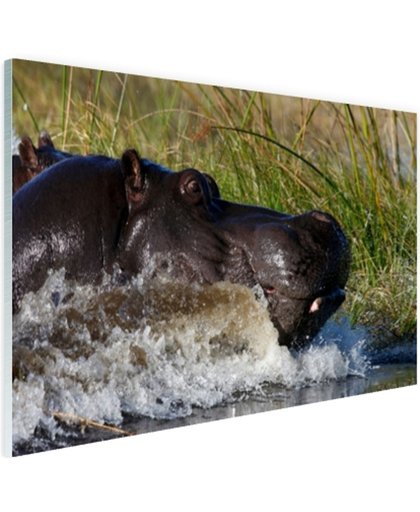 Nijlpaard richting het droge Glas 180x120 cm - Foto print op Glas (Plexiglas wanddecoratie)