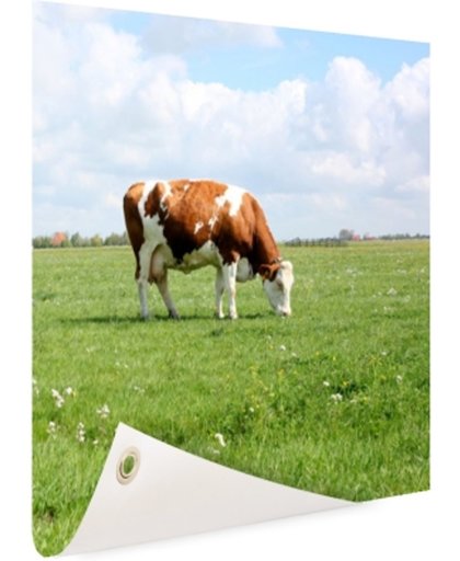 FotoCadeau.nl - Bruin-witte koe in de wei Tuinposter 50x50 cm - Foto op Tuinposter (tuin decoratie)