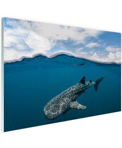 Walvishaai aan de oppervlakte Glas 180x120 cm - Foto print op Glas (Plexiglas wanddecoratie)