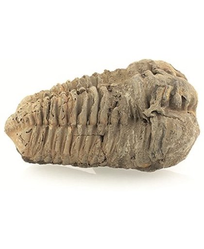 Fossiel Trilobiet bruin ca. 6 cm