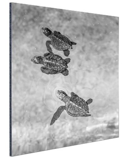 FotoCadeau.nl - Schildpadden zwart-wit foto Aluminium 40x60 cm - Foto print op Aluminium (metaal wanddecoratie)