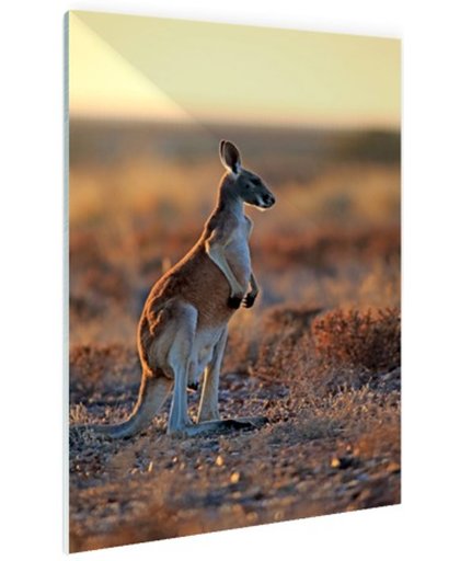 Staande rode kangoeroe Glas 120x180 cm - Foto print op Glas (Plexiglas wanddecoratie)
