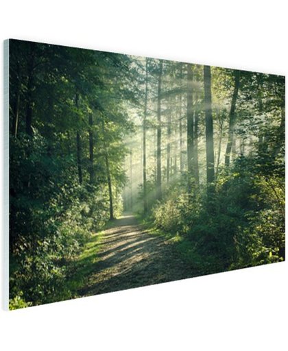 Zonnige oktobermorgen in het bos Glas 180x120 cm - Foto print op Glas (Plexiglas wanddecoratie)