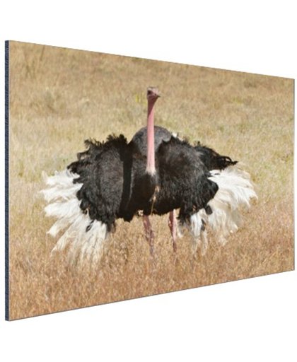 Struisvogel doet paringsdans Aluminium 180x120 cm - Foto print op Aluminium (metaal wanddecoratie)