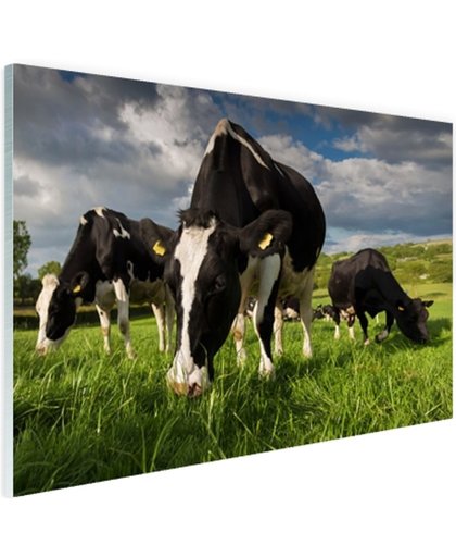 Drie Holstein koeien Glas 180x120 cm - Foto print op Glas (Plexiglas wanddecoratie)
