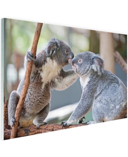 FotoCadeau.nl - Twee koalaberen op tak Glas 120x80 cm - Foto print op Glas (Plexiglas wanddecoratie)