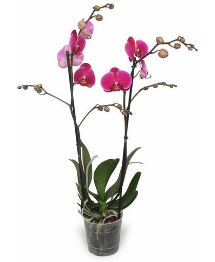 Orchidee Phalaenopsis Rio Grande - 2 takken - 18 knoppen - 70 cm