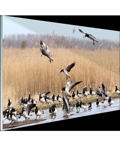 Groep ganzen in het water Glas 90x60 cm - Foto print op Glas (Plexiglas wanddecoratie)
