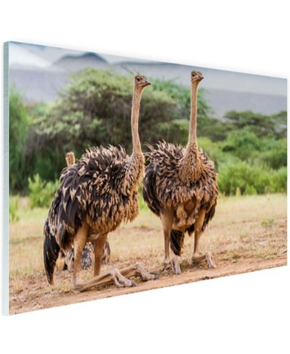 Vrouwelijke struisvogels Glas 180x120 cm - Foto print op Glas (Plexiglas wanddecoratie)