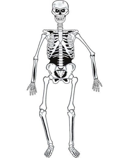 Kartonnen skelet versiering Halloween