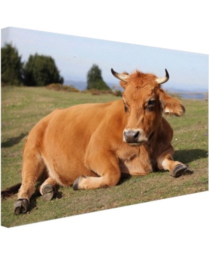 FotoCadeau.nl - Rustende koe met horens Canvas 30x20 cm - Foto print op Canvas schilderij (Wanddecoratie)