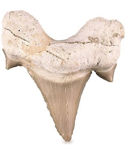Fossiel Haaientand 5 cm