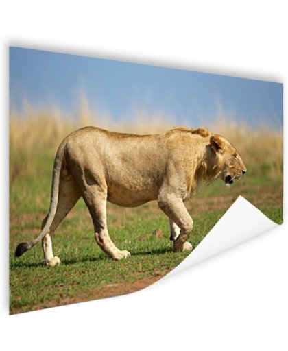 FotoCadeau.nl - Jonge wilde mannelijke leeuw Poster 120x80 cm - Foto print op Poster (wanddecoratie)