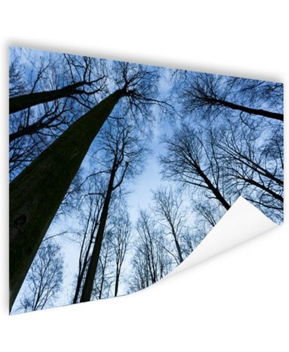 FotoCadeau.nl - Beukenbos in de winter blauwe lucht Poster 150x75 cm - Foto print op Poster (wanddecoratie)