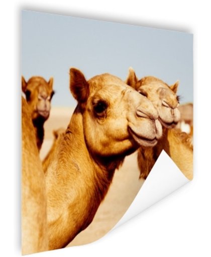 FotoCadeau.nl - Kamelen op zandvlakte in Dubai Poster 75x75 cm - Foto print op Poster (wanddecoratie)
