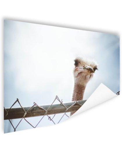 FotoCadeau.nl - Struisvogel kijkt over hek Poster 150x75 cm - Foto print op Poster (wanddecoratie)