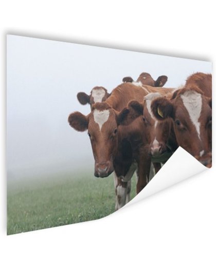 FotoCadeau.nl - Groep nieuwsgierige koeien Poster 60x40 cm - Foto print op Poster (wanddecoratie)