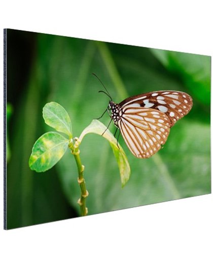 Vlinder op groen blad Aluminium 180x120 cm - Foto print op Aluminium (metaal wanddecoratie)