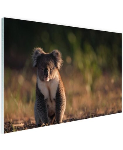 FotoCadeau.nl - Koala op de grond zonsondergang Glas 90x60 cm - Foto print op Glas (Plexiglas wanddecoratie)