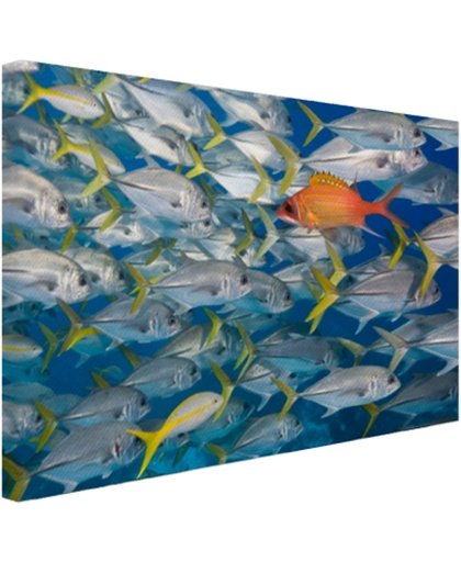 FotoCadeau.nl - Vis zwemt in tegengestelde richting Canvas 30x20 cm - Foto print op Canvas schilderij (Wanddecoratie)