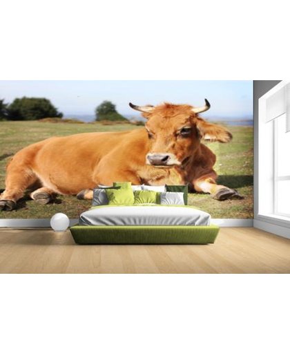 FotoCadeau.nl - Rustende koe met horens Fotobehang 380x265