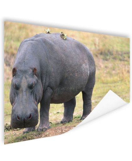 FotoCadeau.nl - Nijlpaard op het droge Poster 90x60 cm - Foto print op Poster (wanddecoratie)