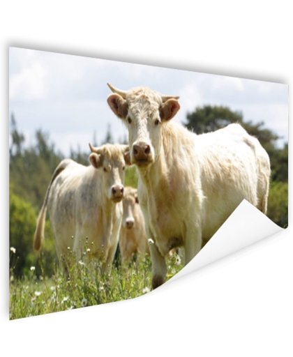 FotoCadeau.nl - Witte koeien in het veld Poster 180x120 cm - Foto print op Poster (wanddecoratie)