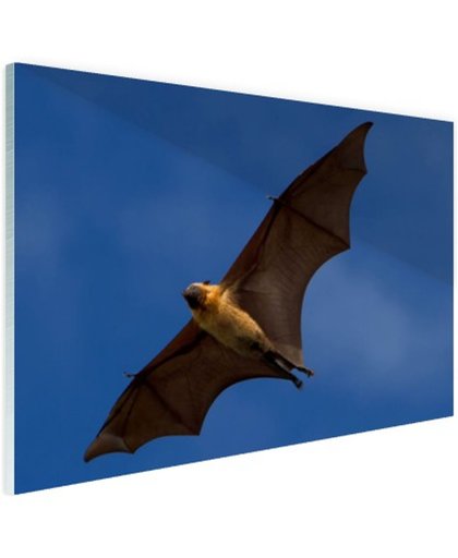 FotoCadeau.nl - Grote vleermuis in vlucht Glas 60x40 cm - Foto print op Glas (Plexiglas wanddecoratie)