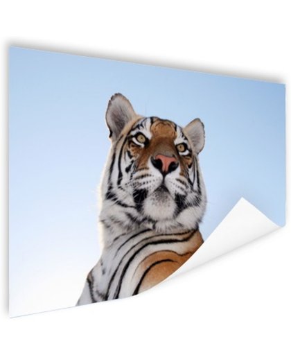 FotoCadeau.nl - Stoere tijger blauwe lucht Poster 180x120 cm - Foto print op Poster (wanddecoratie)