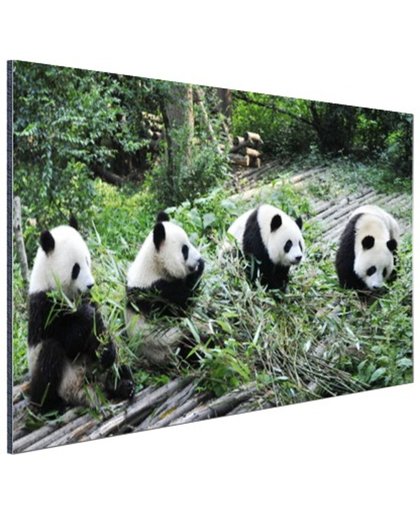 FotoCadeau.nl - Reuze pandas in de natuur Aluminium 60x40 cm - Foto print op Aluminium (metaal wanddecoratie)