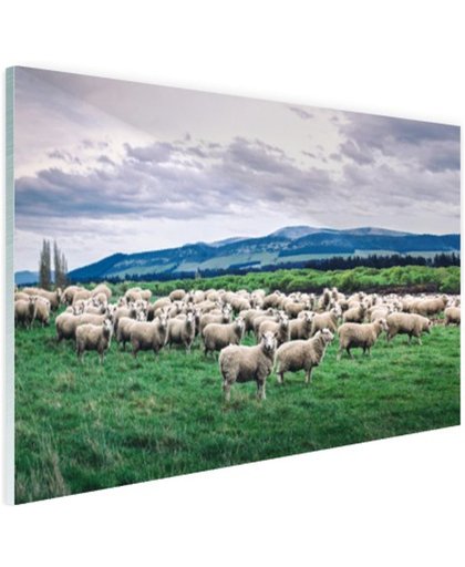FotoCadeau.nl - Kudde schapen  Glas 30x20 cm - Foto print op Glas (Plexiglas wanddecoratie)