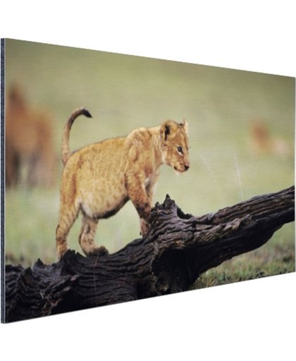 Jong leeuwtje in Kenia Aluminium 180x120 cm - Foto print op Aluminium (metaal wanddecoratie)