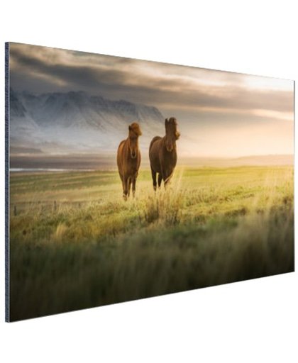 FotoCadeau.nl - IJslandse paarden in het veld Aluminium 120x80 cm - Foto print op Aluminium (metaal wanddecoratie)